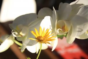 fleurs ambiance 5 - VPG - HD